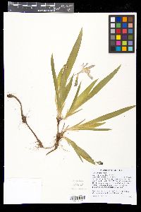 Iris cristata image