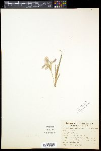 Iris verna image