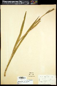 Iris versicolor image