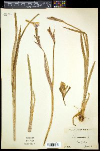 Iris versicolor image