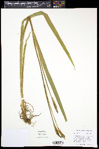 Iris versicolor image