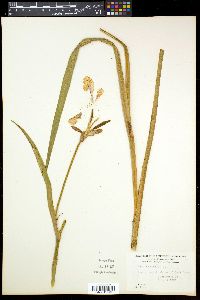 Iris virginica image