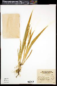Iris gracilipes image