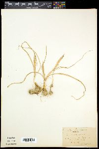 Moraea sisyrinchium image