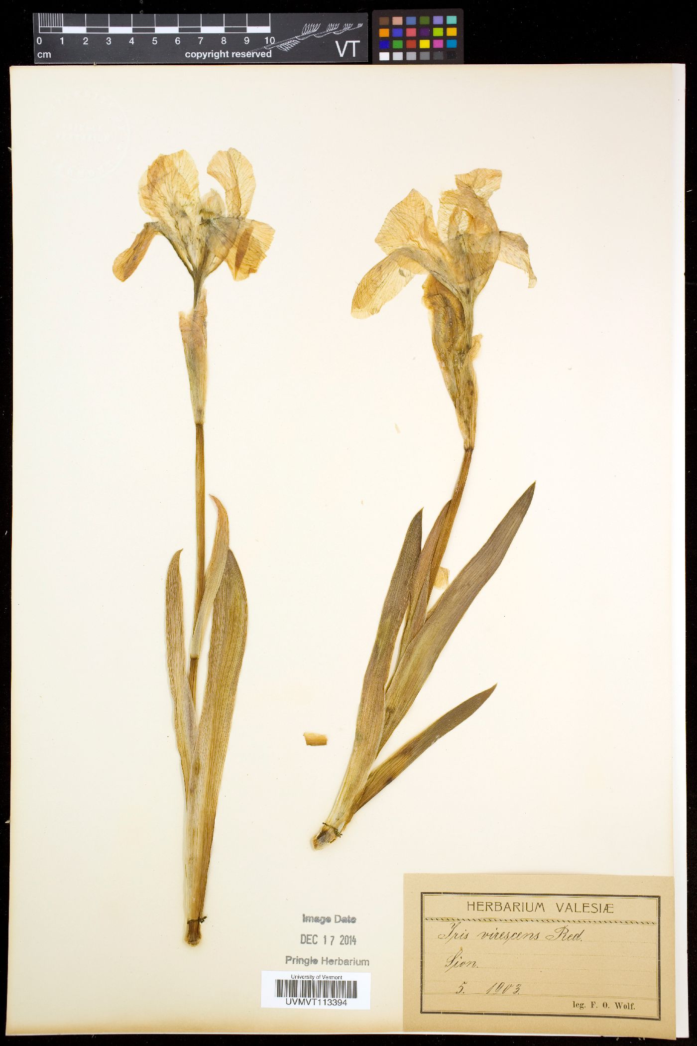 Iris lutescens image