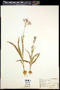 Ixia monadelpha image