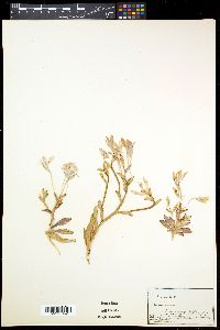 Lapeirousia fabricii image