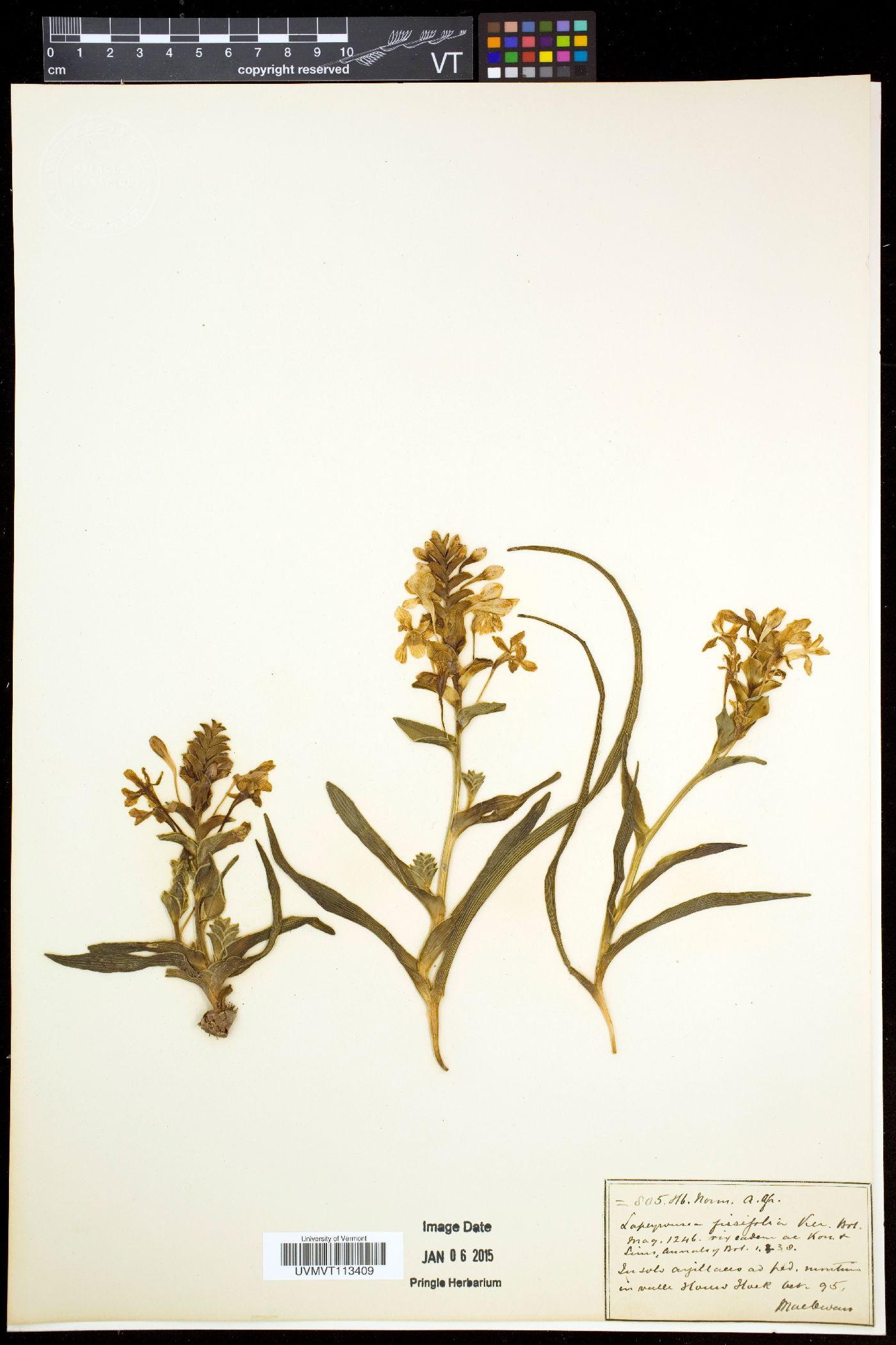 Lapeirousia pyramidalis subsp. pyramidalis image