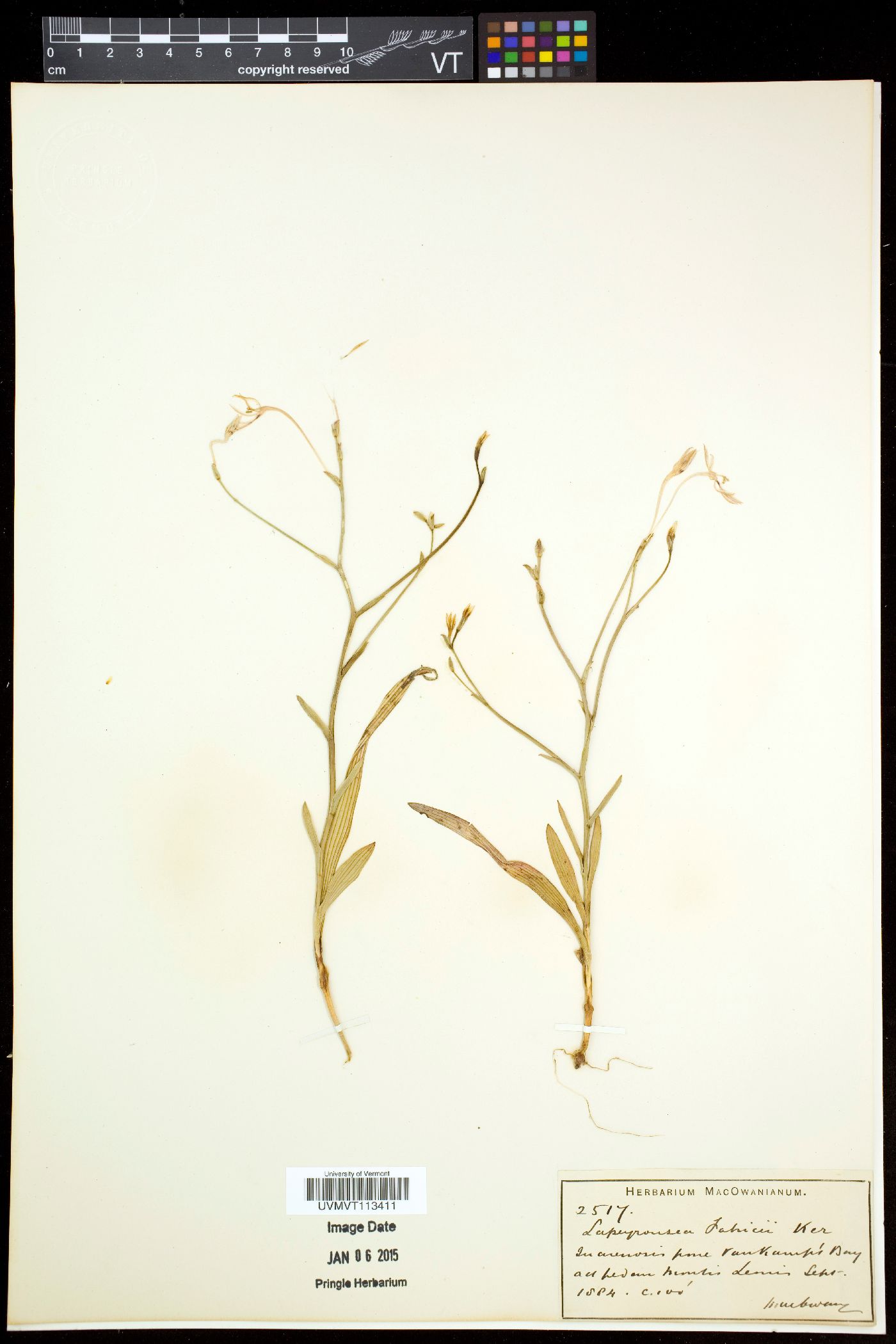 Lapeirousia fabricii image