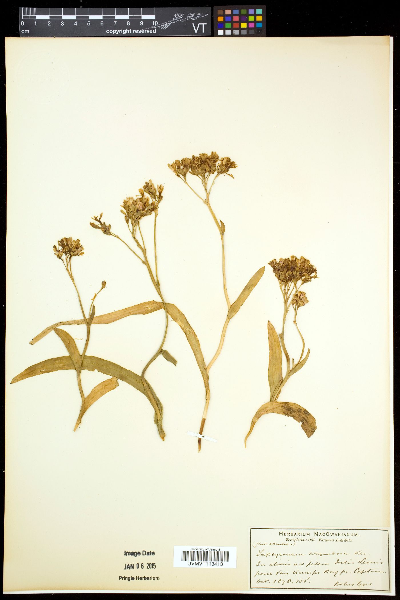 Codonorhiza image