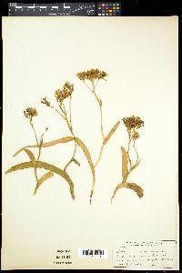 Codonorhiza corymbosa image