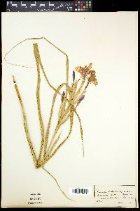 Media resource of Moraea polystachya