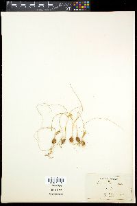 Romulea columnae image