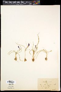 Media resource of Romulea requienii