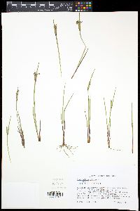 Sisyrinchium albidum image