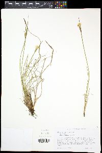 Sisyrinchium albidum image