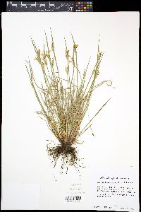 Sisyrinchium albidum image