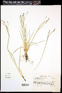 Sisyrinchium atlanticum image