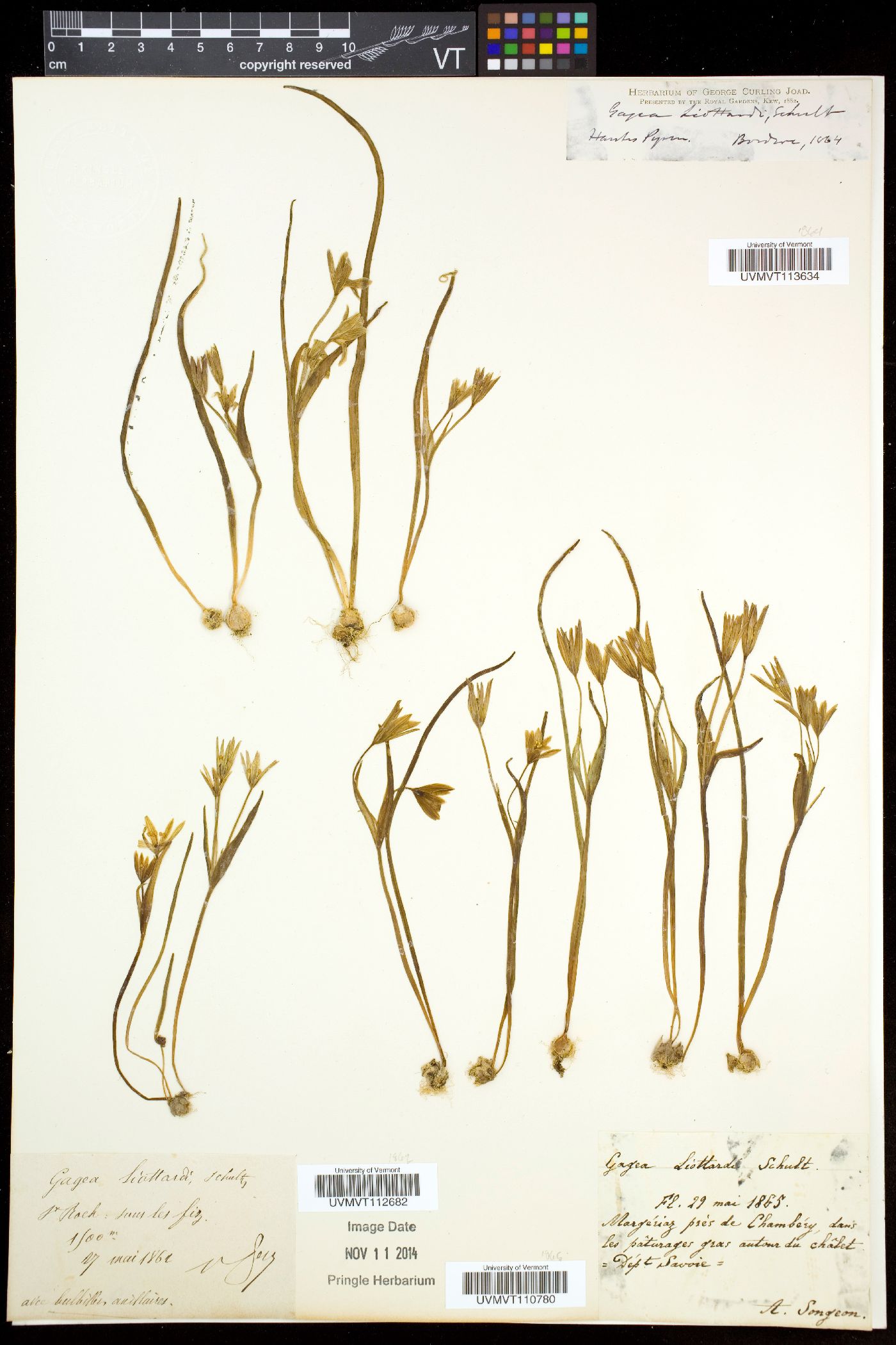 Gagea liotardii image