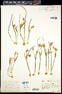 Gagea liotardii image