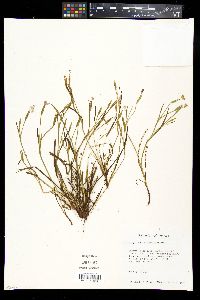 Sisyrinchium pruinosum image
