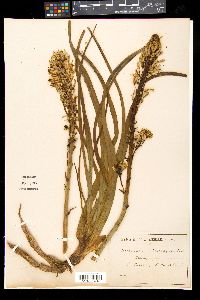 Asphodelus ramosus image