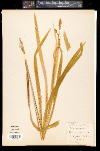 Crocosmia aurea image