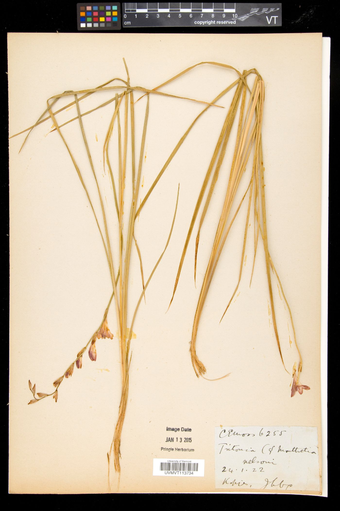 Tritonia nelsonii image