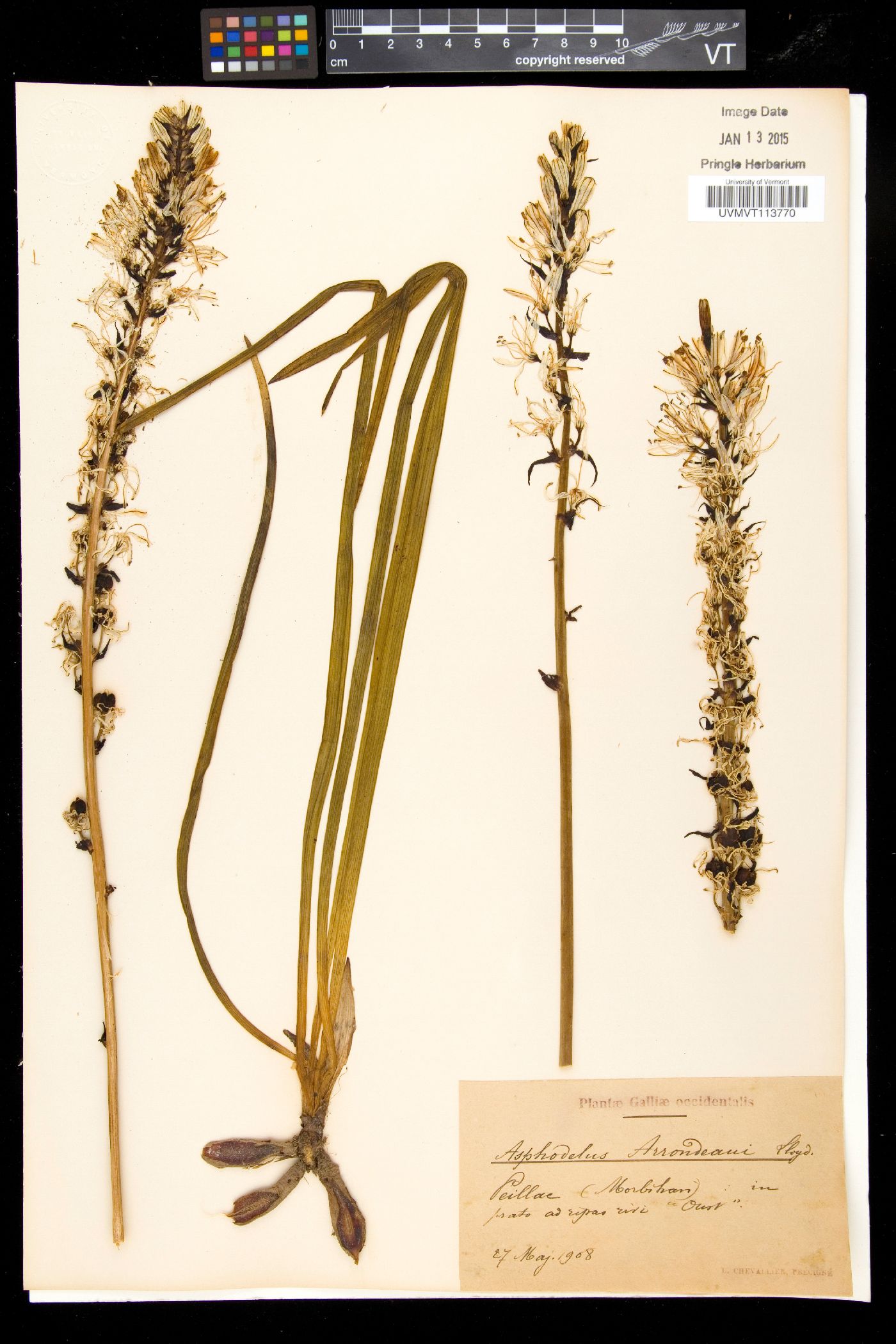 Asphodelus macrocarpus image
