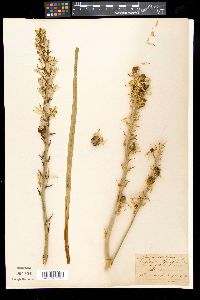 Asphodelus cerasifer image