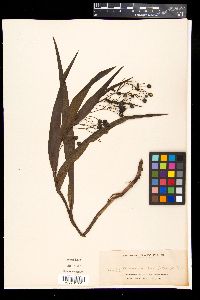 Dianella ensifolia image