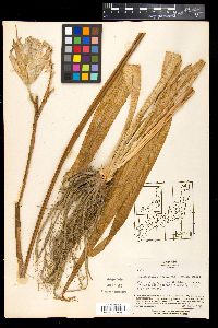 Hemerocallis fulva image