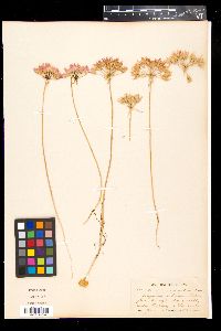 Allium acuminatum image