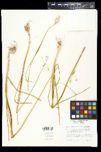 Allium canadense var. canadense image
