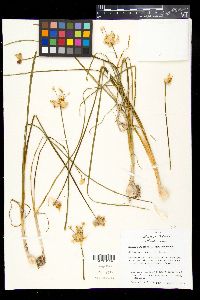 Allium canadense var. canadense image