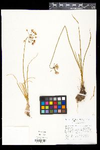 Allium cernuum image