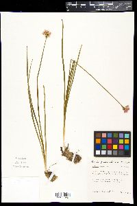 Allium geyeri image