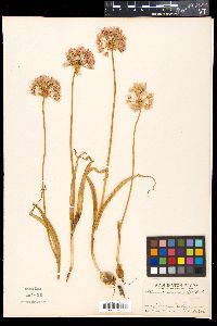 Allium douglasii image
