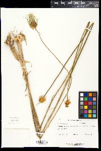 Allium vineale image