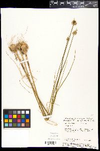 Allium vineale image
