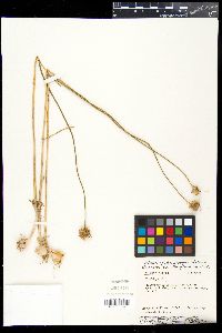 Allium vineale image