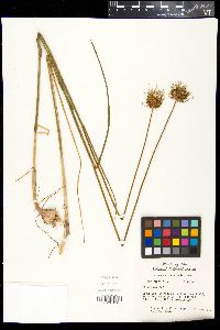 Allium vineale image