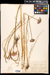 Allium angulosum image