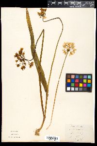 Allium neapolitanum image
