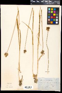 Allium scorodoprasum image