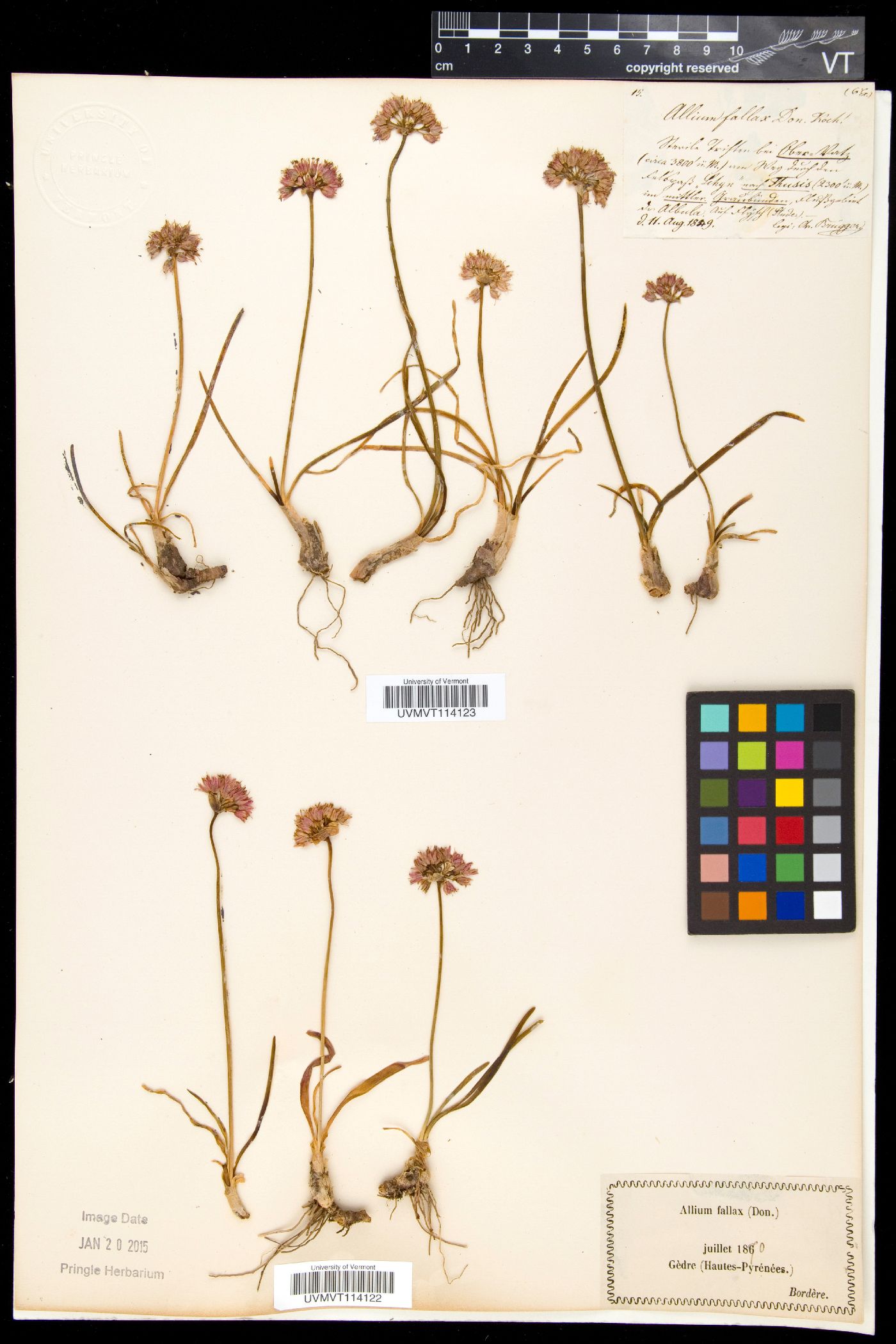 Allium lusitanicum image