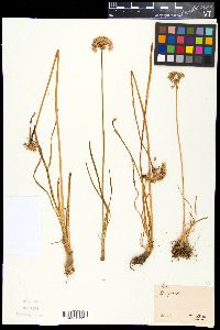 Allium lusitanicum image