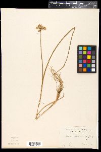 Media resource of Allium japonicum
