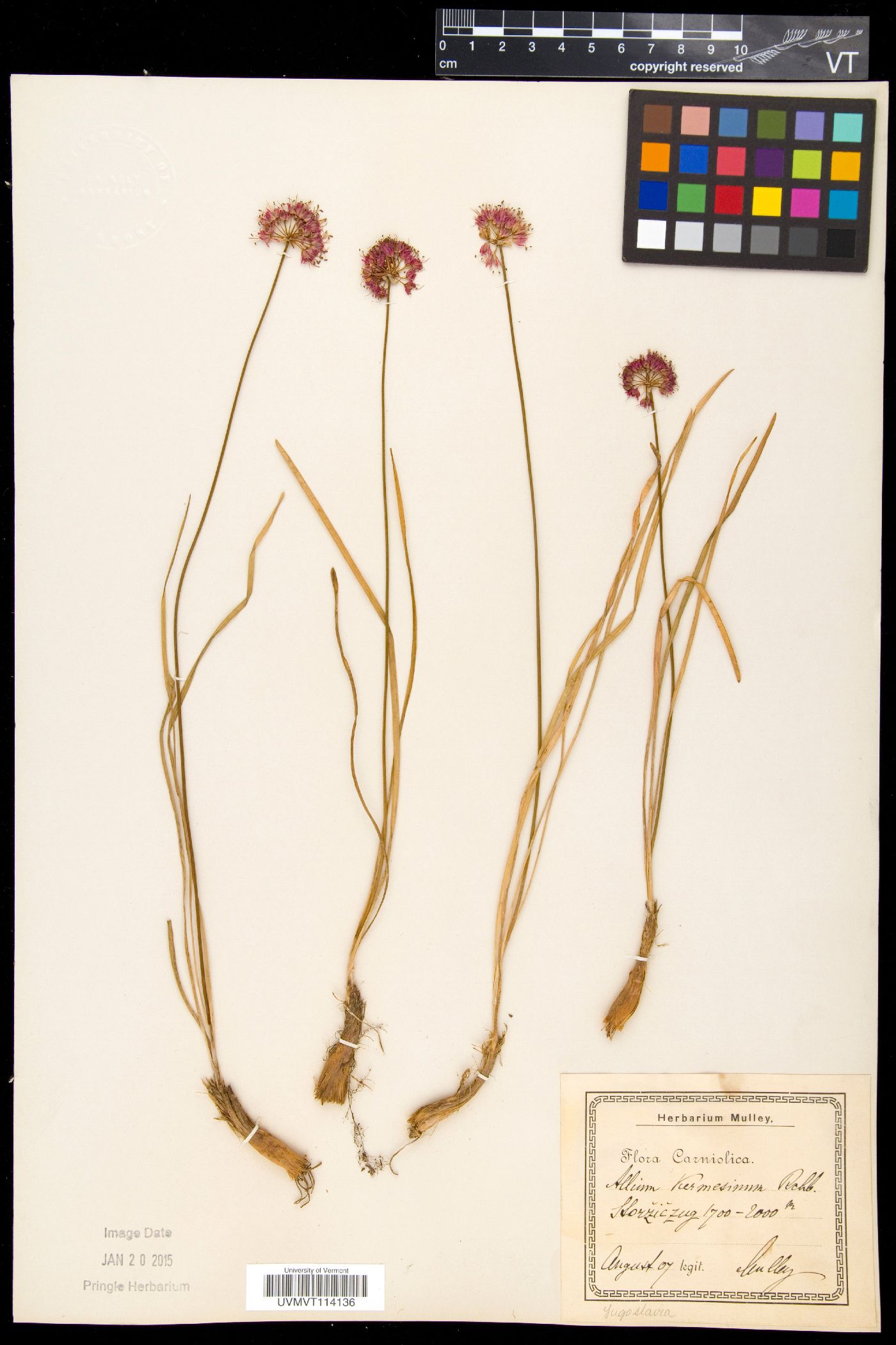 Allium kermesinum image