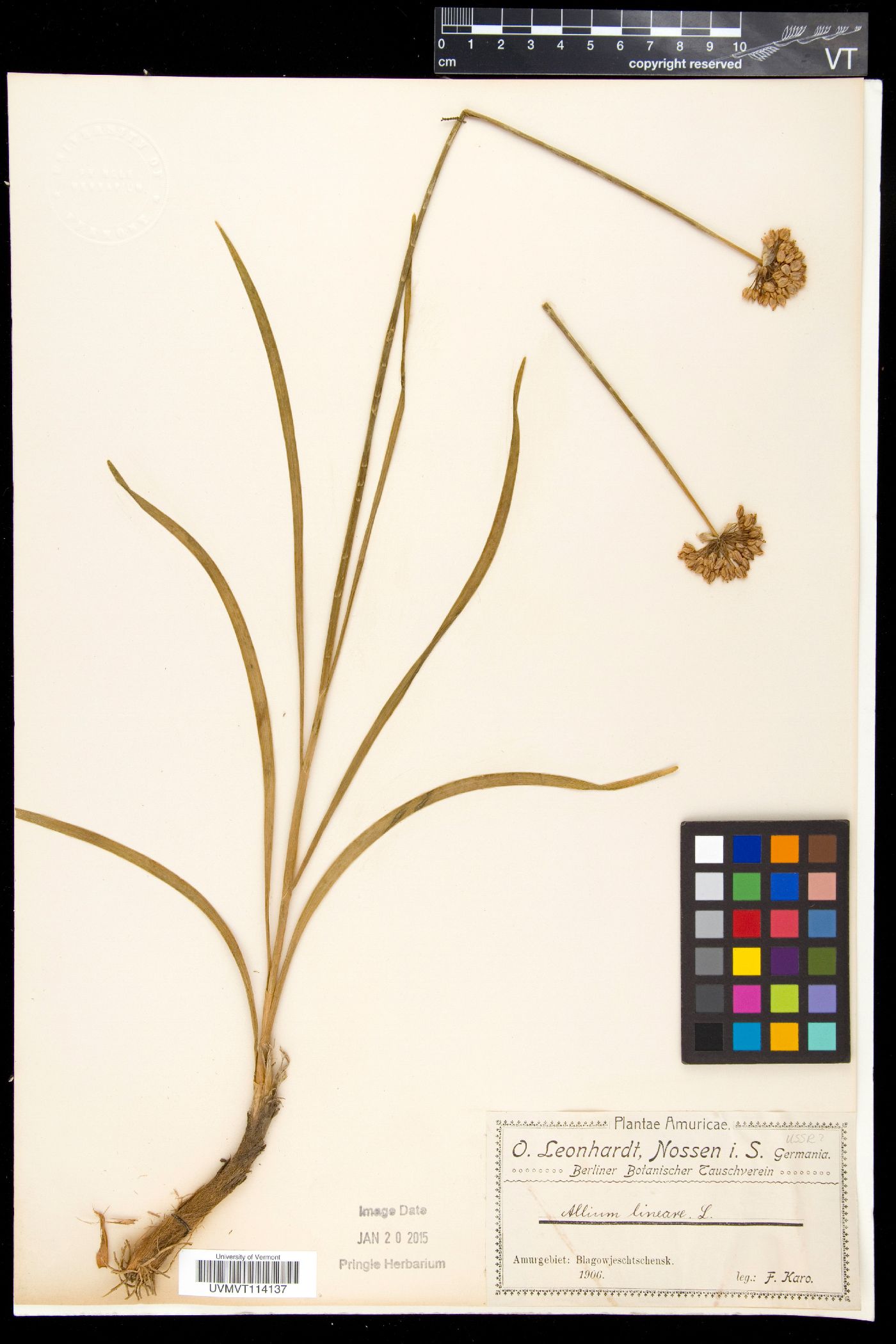Allium lineare image